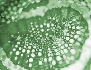 Eucalyptus leaf